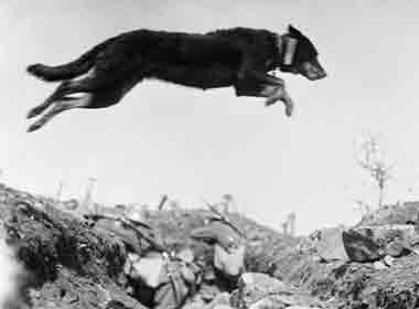 dog-leaping-over-trench