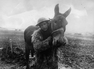 mule-and-soldier