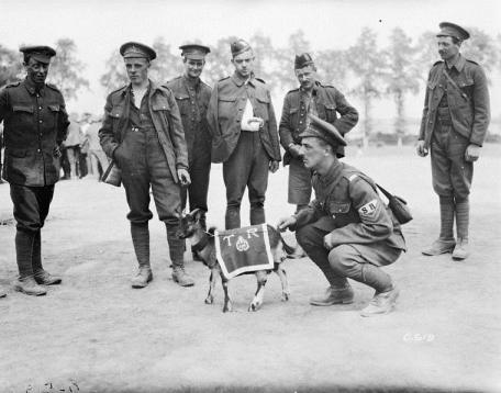 Mascot of the 3rd Canadian Infantry Battalion, August 1916.